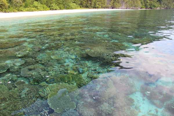 Raja Ampat - Tabari Dive Lodge 6