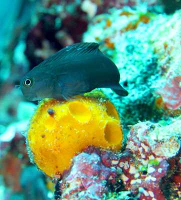 Raja Ampat - Tabari Dive Lodge 5