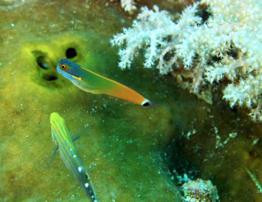 Raja Ampat - Tabari Dive Lodge 27