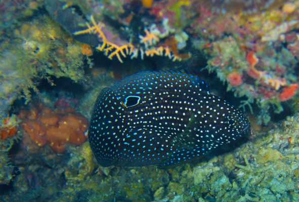 Raja Ampat - Tabari Dive Lodge 30
