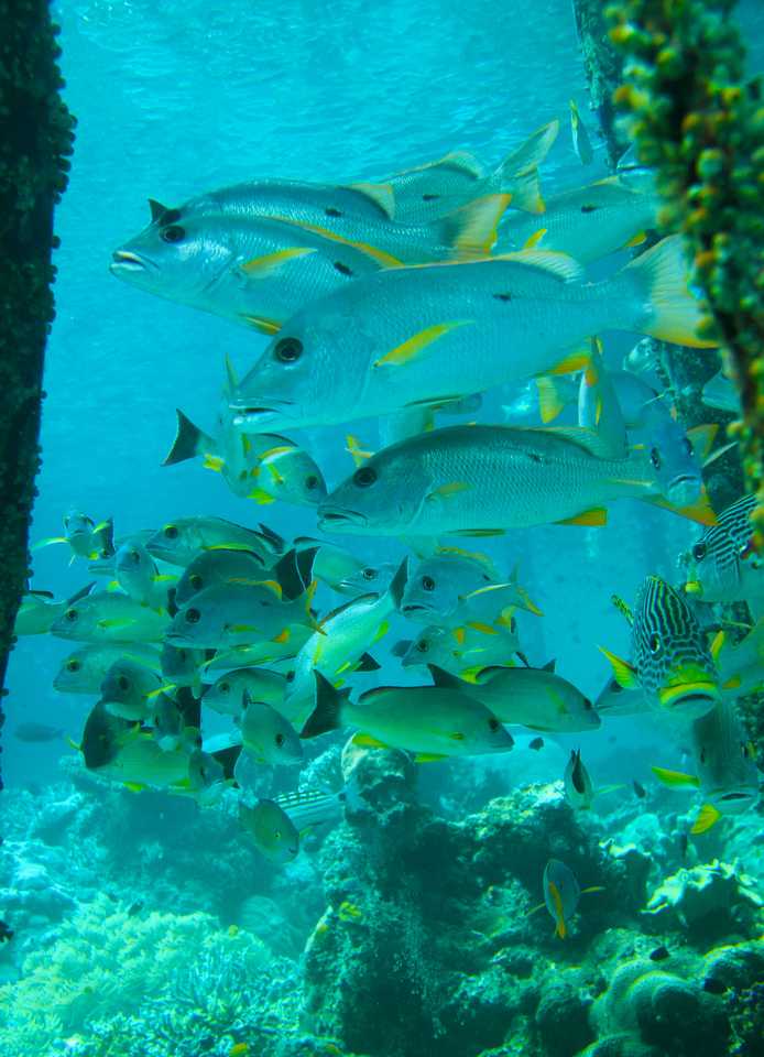 Raja Ampat - Tabari Dive Lodge 35