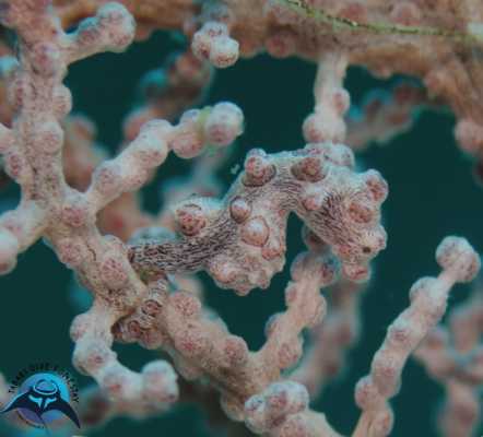Raja Ampat - Tabari Dive Lodge 43